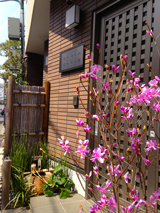 �G���g�����X���i